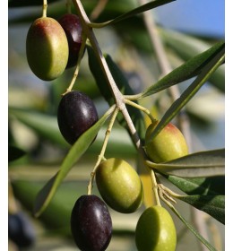 Frantoio Extra Virgin Olive Oil - Southern Hemisphere (Chile) ***JUST ARRIVED***